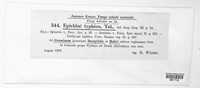 Epichloe typhina image